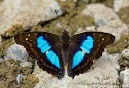Mariposa Doxocopaaaa.jpg