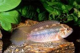NAureocephalus.jpg