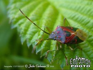 Planois gayi .jpg