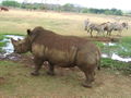 Rinoceronte.jpg