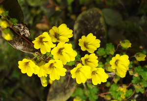 Tropaeolum brachyceras...png