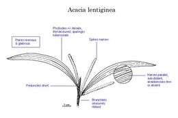Acacia lentiginea.jpg