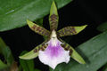 Miniatura de la versión del 12:24 2 oct 2015