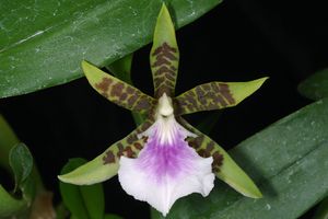 Asplunata.jpg