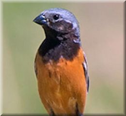 Capuchinogargantanegra macho.jpg