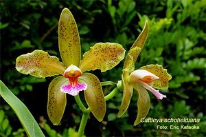 Cattleya schofieldiana.jpg