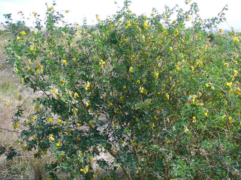 Archivo:Crotalaria capensis.jpeg