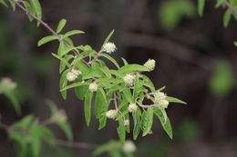 Croton ramillatus.jpeg