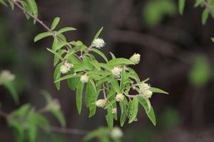 Croton ramillatus.jpeg