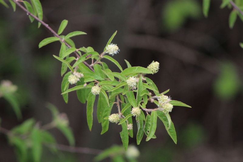 Archivo:Croton ramillatus.jpeg