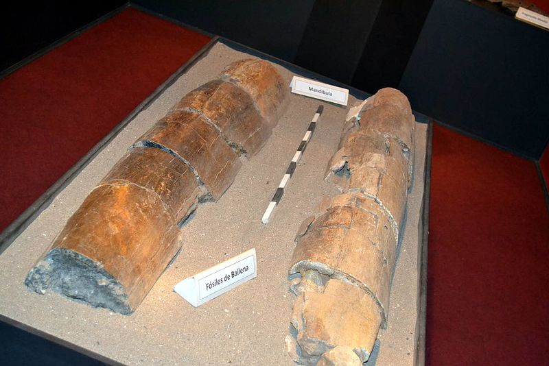 Archivo:Fósiles de ballena, museo puchuncavi.jpg