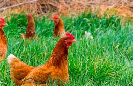 Gallina Shaver Roja.jpg