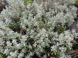 Helichrysum obconicum.jpg