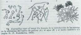 Membranas.jpg