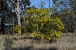 Acacia macradenia.jpg