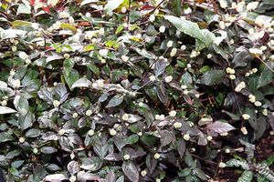 Alternanthera bettzickiana.jpg