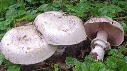 Bitorquis.jpg