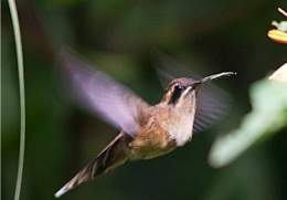 Colibri ermitaño golirrayado.jpg