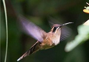 Colibri ermitaño golirrayado.jpg