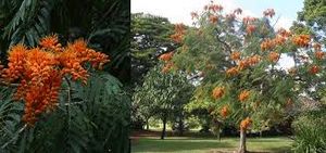 Colvillea racemosa.jpg