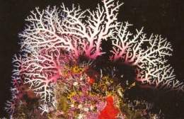 Coral encaje rosa.jpg