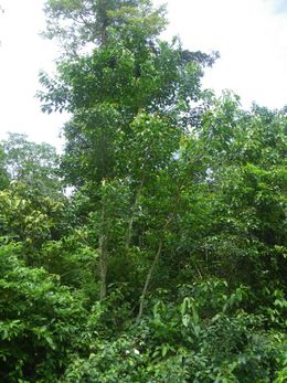 Croton brieyi.jpg