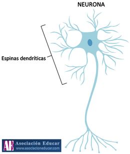 Espinas-dentriticas.jpg