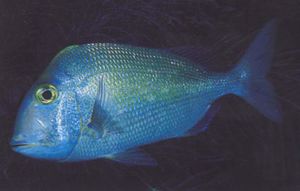 Pluma calamo.jpg