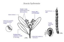 Acacia kydrensis.jpg