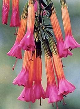 Cantua buxifolia.jpg