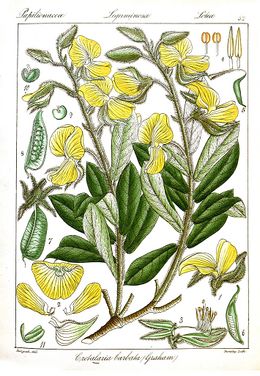 Crotalaria barbata ilustracion.jpg