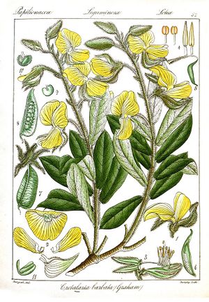 Crotalaria barbata ilustracion.jpg