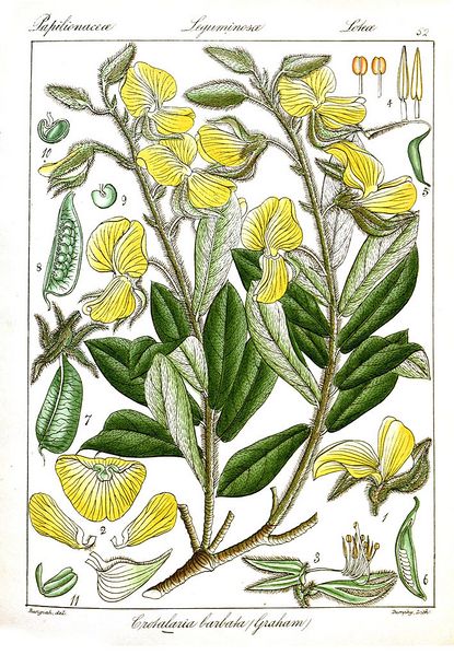 Archivo:Crotalaria barbata ilustracion.jpg