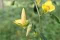 Crotalaria stipitata 1.jpg