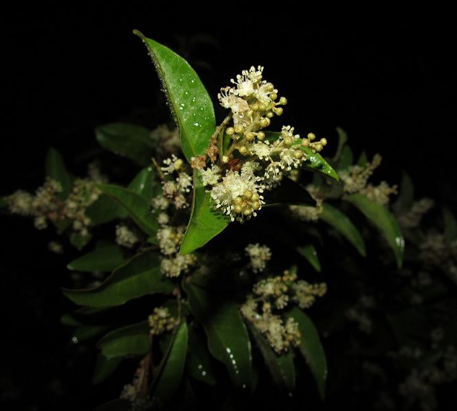 Archivo:Croton glabellus 3.jpg