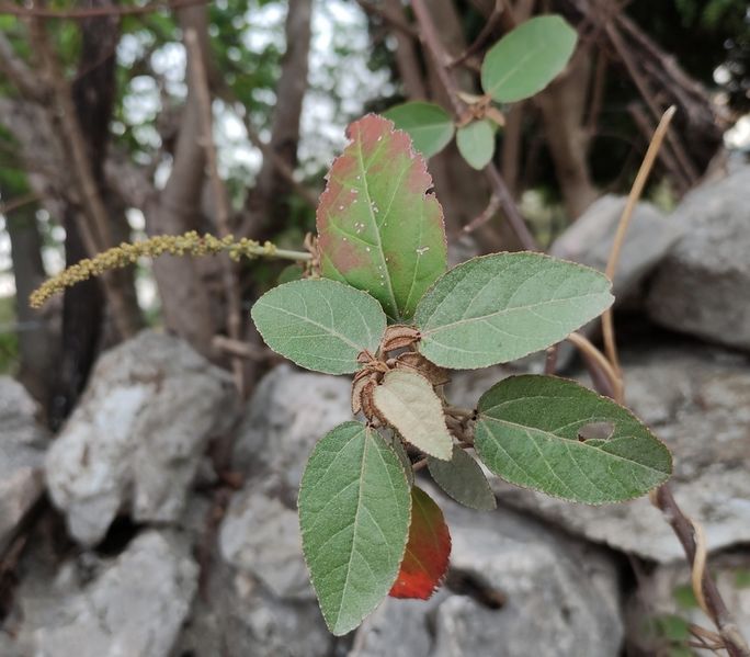 Archivo:Croton pagiveteris.jpeg