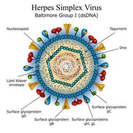 DPH HerpesSimplexVirus-400x400.jpg
