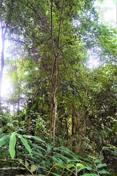 Archivo:Ficus lumutana.jpg