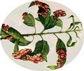 Frutales-lepra-melocotonero.jpg