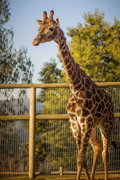 Archivo:Jirafa, Zooconcepción2.jpg