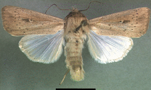 Leucania.gif