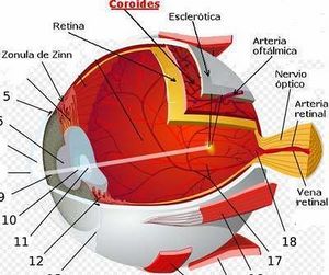 Partes del ojo.jpg