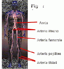 S. de leriche.gif