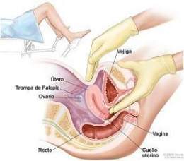 Uterino.jpg