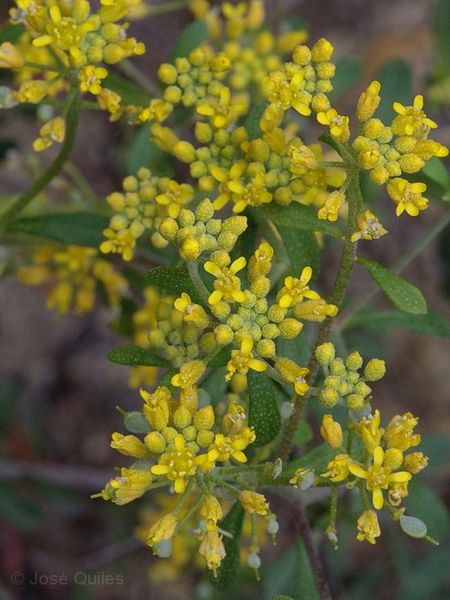 Archivo:Alyssum serpyllifolium.jpg