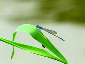 Caballito azul de río.jpg