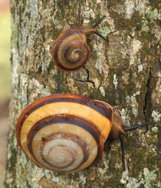 Archivo:Caracolus sagemon.jpg