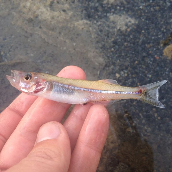 Archivo:Charal de Alchichica.jpeg