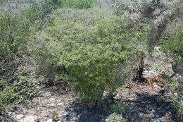 Croton aubrevilecta.jpg
