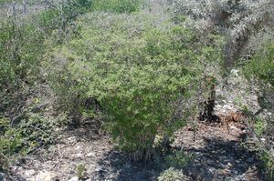 Croton aubrevilecta.jpg